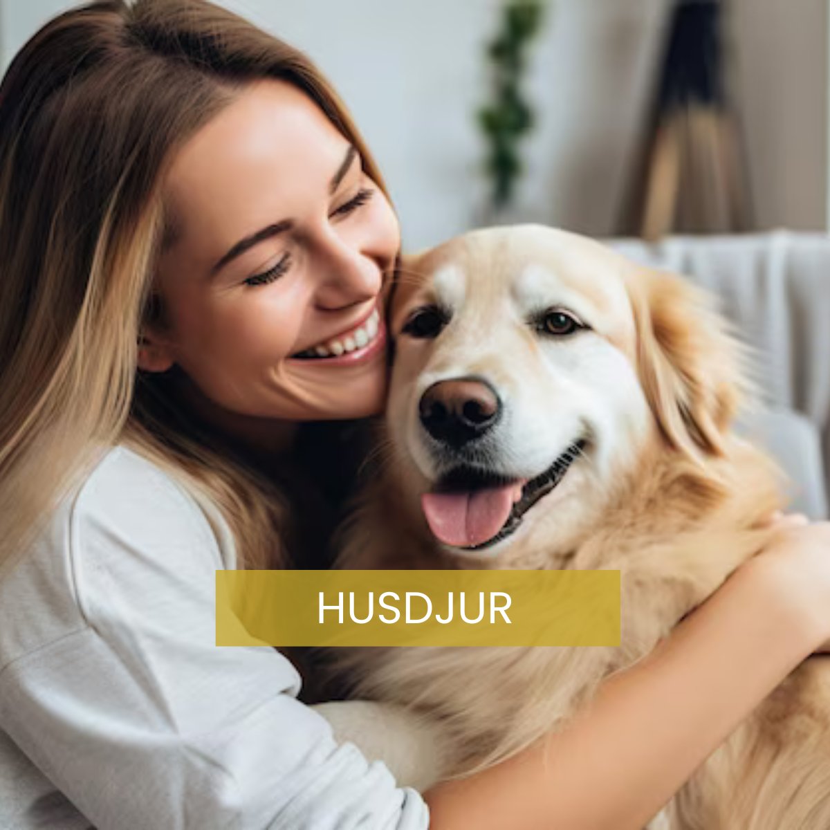 Husdjur